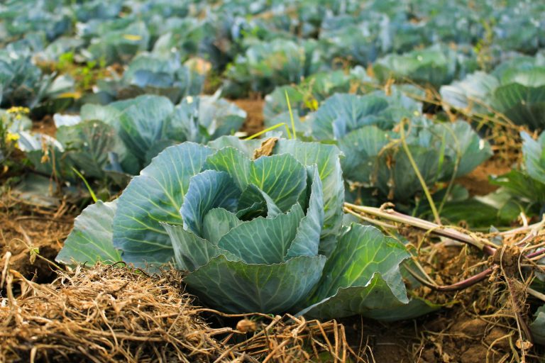 Why is cabbage so popular in Eastern Europe?